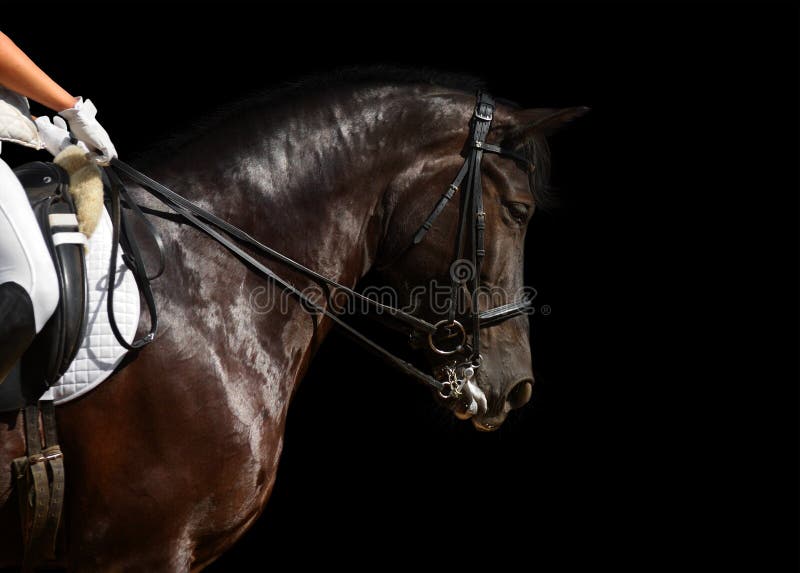 Jogo de cavalo frisiano preto no prado