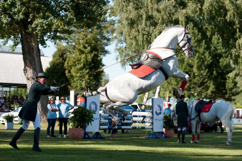 ?Dressage della High School? dello stallion di Lipizzan immagini stock libere da diritti ?Dressage della High School? dello stallion di Lipizzan immagini stock libere da diritti