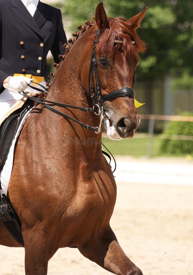 Dressage horse