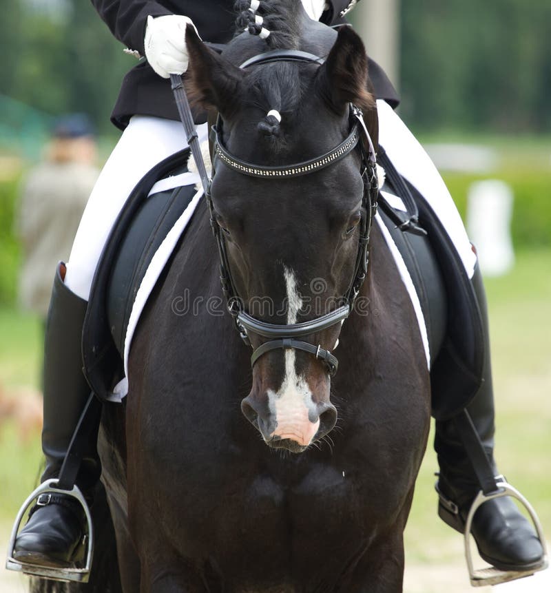 Dressage horse