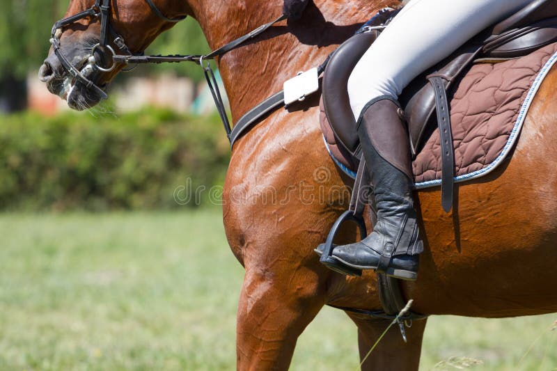 Dressage Horse and Rider stock image. Image of animal - 93034359