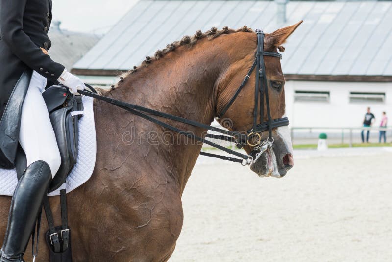 Beautiful and elegant dressage rider on a brown horse is executing a dressage test. The rider is wearing a black tailcoat, white breeches and gloves, and black high boots. The horse`s mane is beautifully plaited. Beautiful and elegant dressage rider on a brown horse is executing a dressage test. The rider is wearing a black tailcoat, white breeches and gloves, and black high boots. The horse`s mane is beautifully plaited.