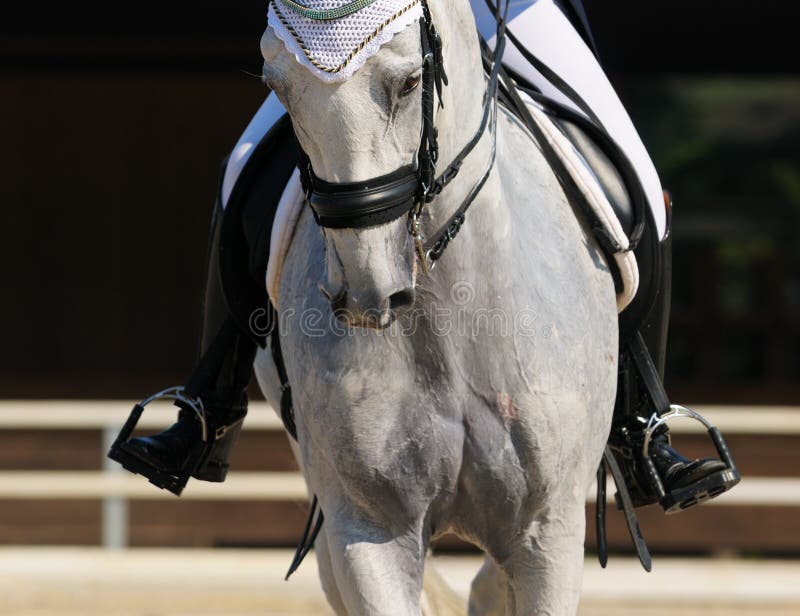 Dressage: portrait of gray horse on nature background. Dressage: portrait of gray horse on nature background