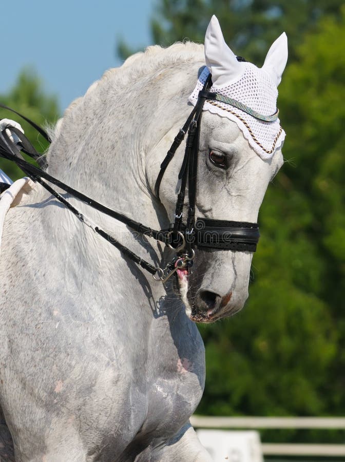 Dressage: ritratto del cavallo grigio fotografia stock libera da diritti Dressage: ritratto del cavallo grigio fotografia stock libera da diritti