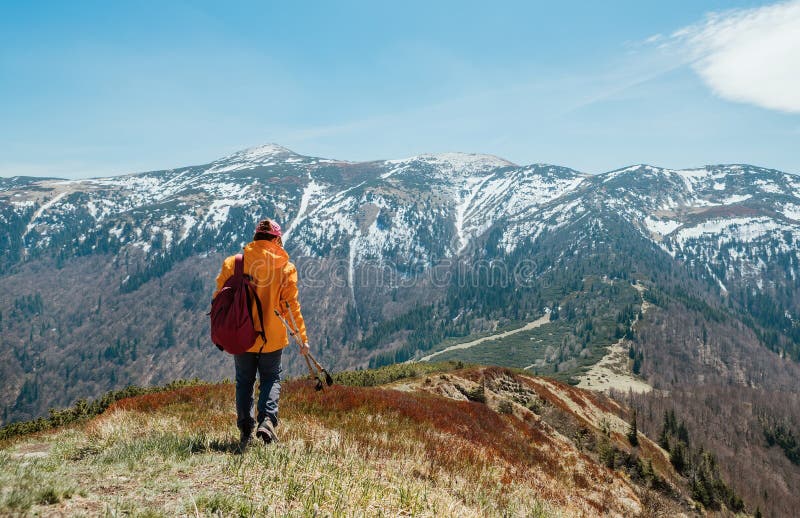 Dressed bright orange jacket backpacker walking by blueberry field using trekking poles with mountain range background, Slovakia.