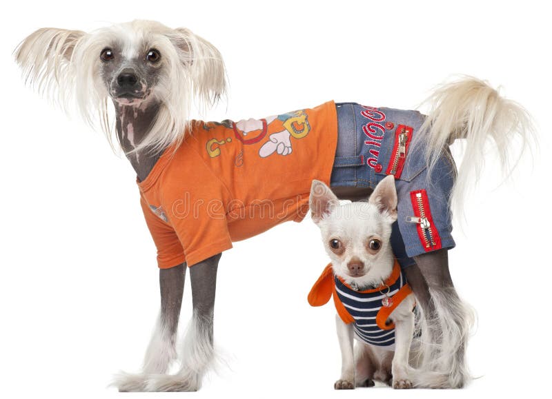 Dressed Chihuahua and Chinese Crested dog