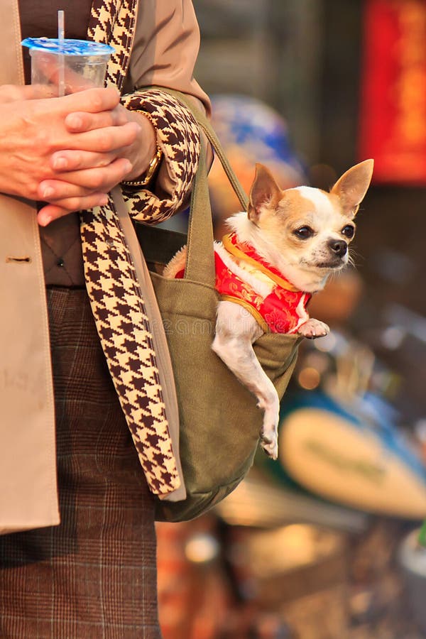 Dressed pet Dog in bag stock image. Image of outdoor 29500019