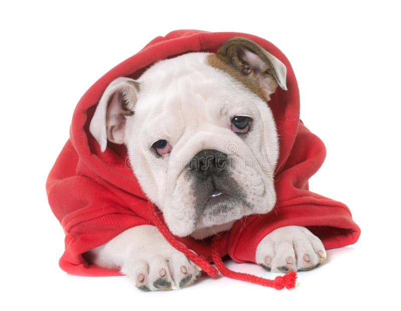 Dressed puppy english bulldog stock images