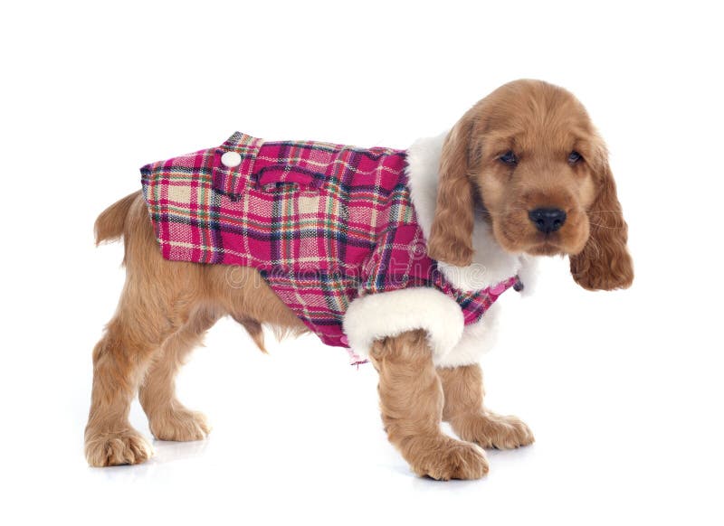 Dressed puppy english cocker stock image