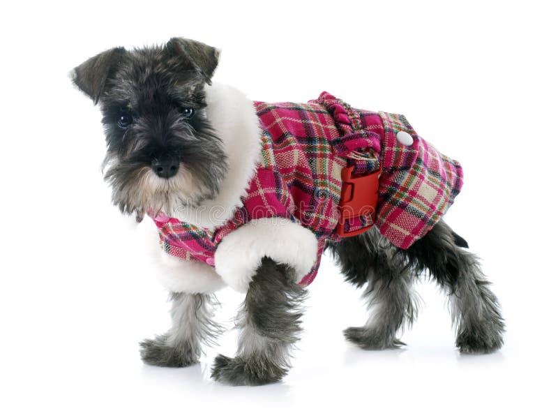 Schnauzer Dog Dressed Christmas Clothes in a Loft Interior Ro Stock Image Image of loft: 107062567