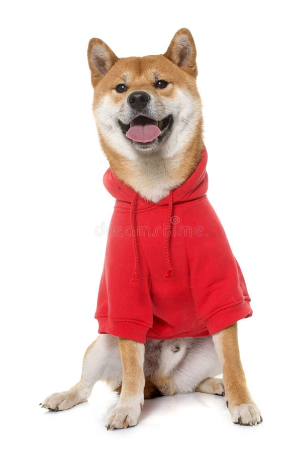 Dressed shiba inu stock photo. Image of dressed, dress 67944654