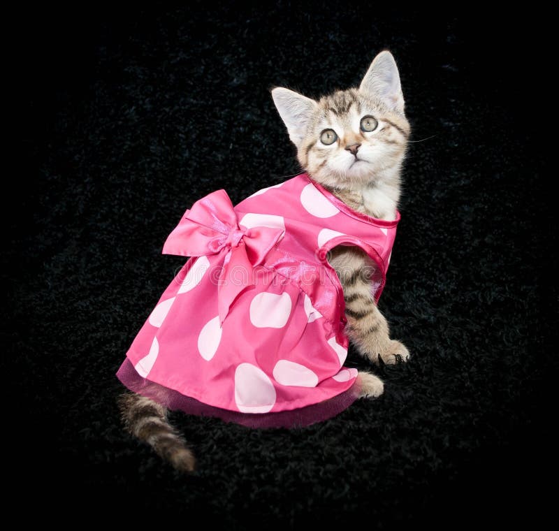 Cute Little Cat Girl Wearing Dress Stock Photos - Free & Royalty-Free Stock  Photos From Dreamstime