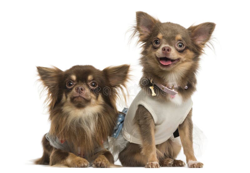 Two Chihuahuas Next To Each Other, Isolated Stock Photo Image of