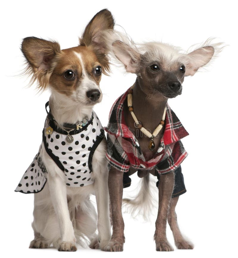 Dressed up Chinese Crested Dogs