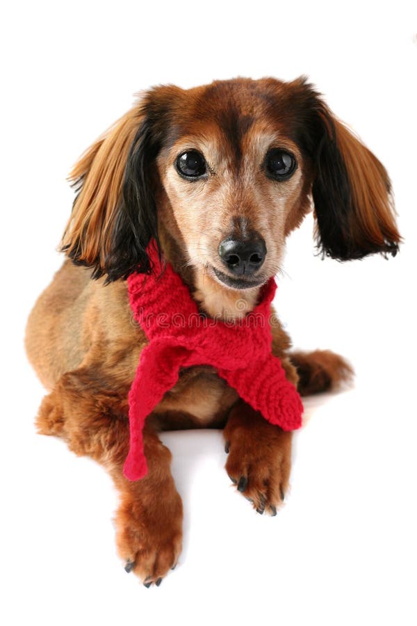 Dressed up dachshund. stock photo. Image of friend, wiener 2503972
