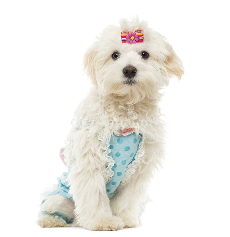 maltese dressed up