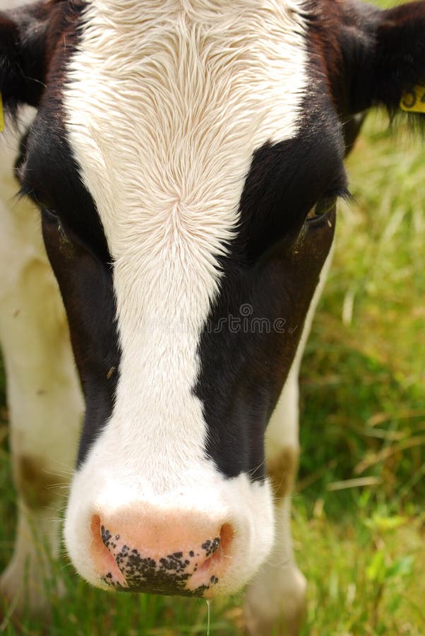 Drewling Cow royalty free stock photos