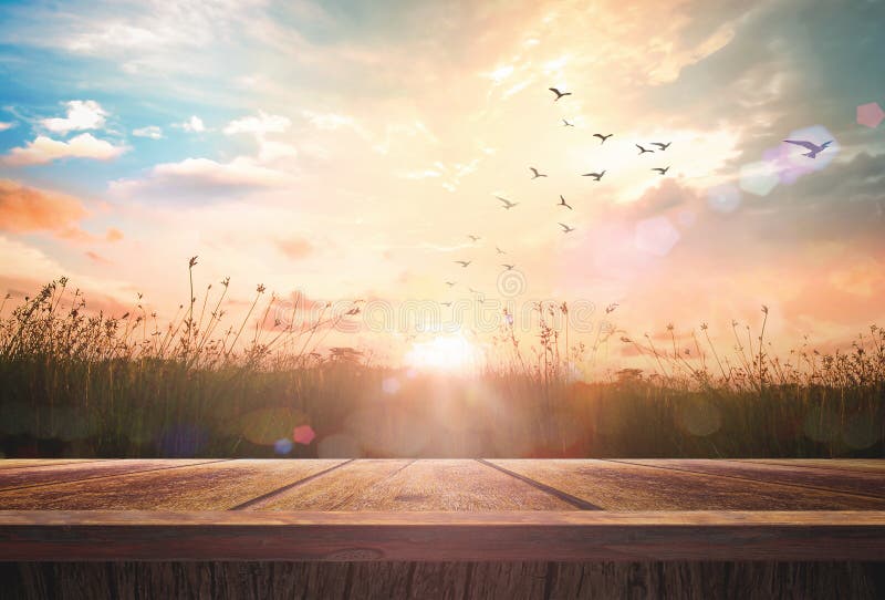 World environment day concept: Wooden floor and birds flying on beautiful meadow with sky autumn sunrise background. World environment day concept: Wooden floor and birds flying on beautiful meadow with sky autumn sunrise background