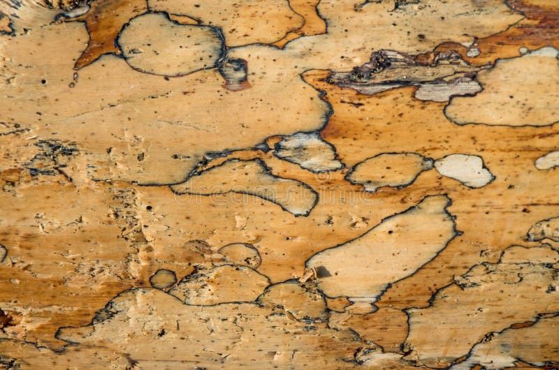 Close up on surface of a tree trunk left on the beach. Close up on surface of a tree trunk left on the beach