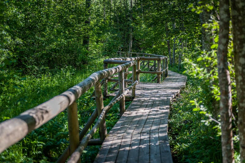 Drewniany boardwalk przy wycieczkować ślad krzyżuje tajemniczego Pokaini las w Latvia zdjęcia stock