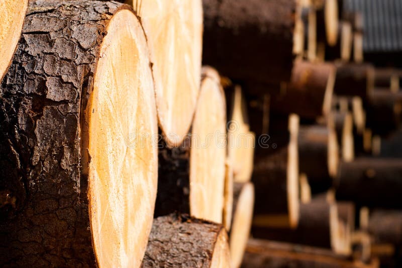 Treatment of wood, forestry. Forest business. Treatment of wood, forestry. Forest business.