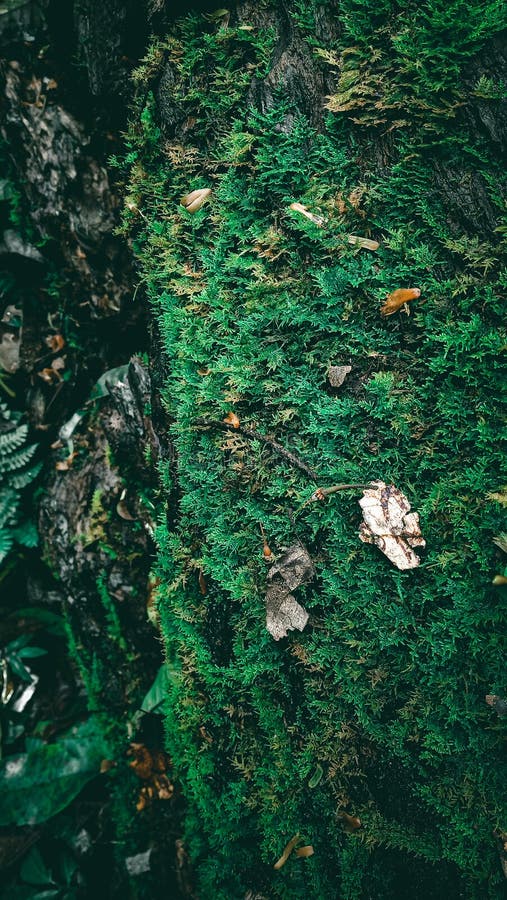 Drewno mozaikowe w ziemi zdjęcie stock