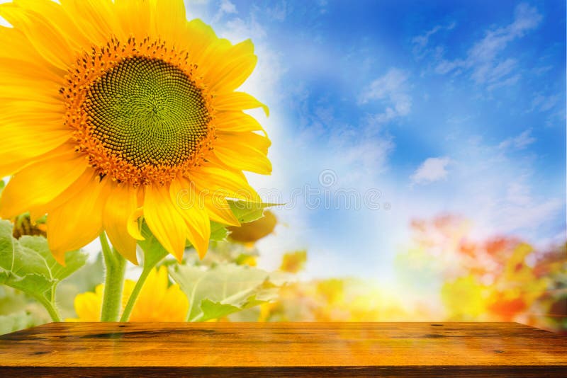 Selective and Soft focus. Wood table and Sunflowers field with lighting flare effect. Selective and Soft focus. Wood table and Sunflowers field with lighting flare effect.