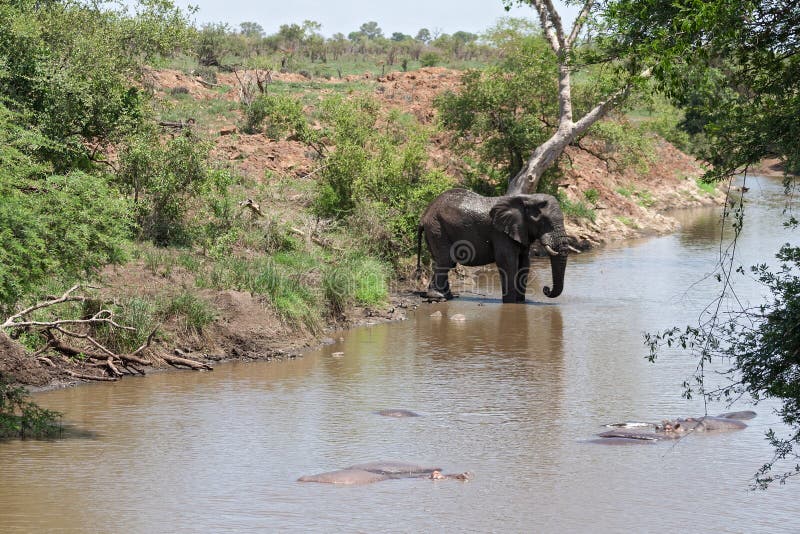 Dricka elefanten på en waterhole i den Kruger nationalparken, Sydafrika royaltyfria bilder Dricka elefanten på en waterhole i den Kruger nationalparken, Sydafrika royaltyfria bilder