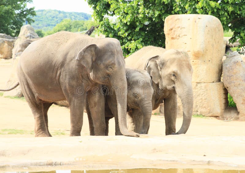 Grey india elephants with one cub going to drink from waterhole. Grey india elephants with one cub going to drink from waterhole