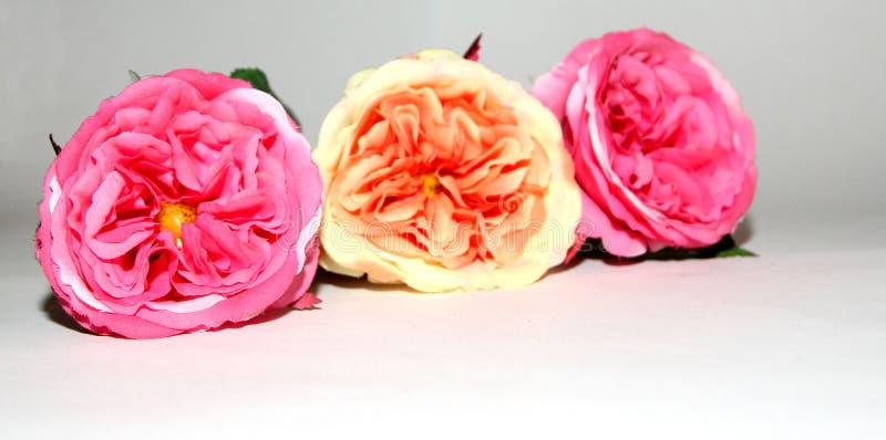 Drie bloemen van liefde stock foto