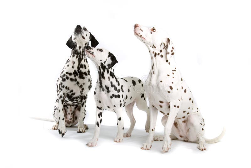 Drie Dalmatians stock foto's