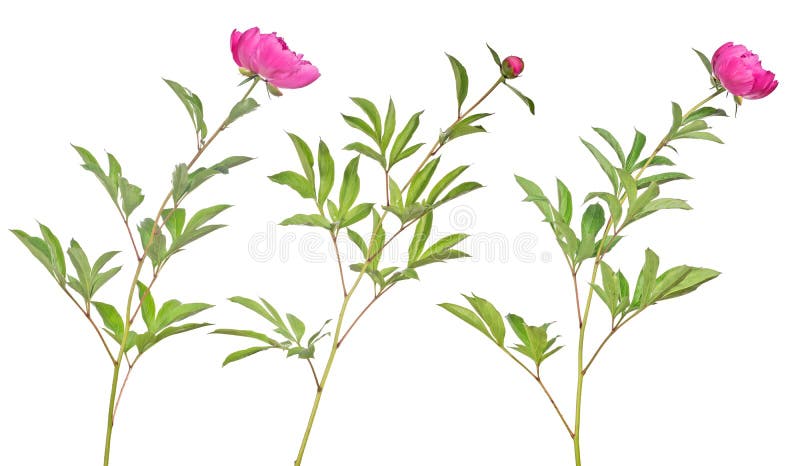 Drie donkere roze pioenbloemen met groene bladeren op wit royalty-vrije stock foto's Drie donkere roze pioenbloemen met groene bladeren op wit royalty-vrije stock foto's