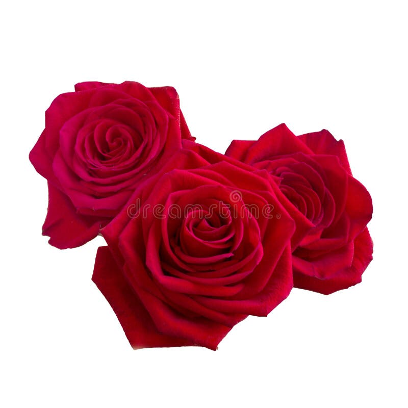 Donkerrode rozen Donkerrode rozen