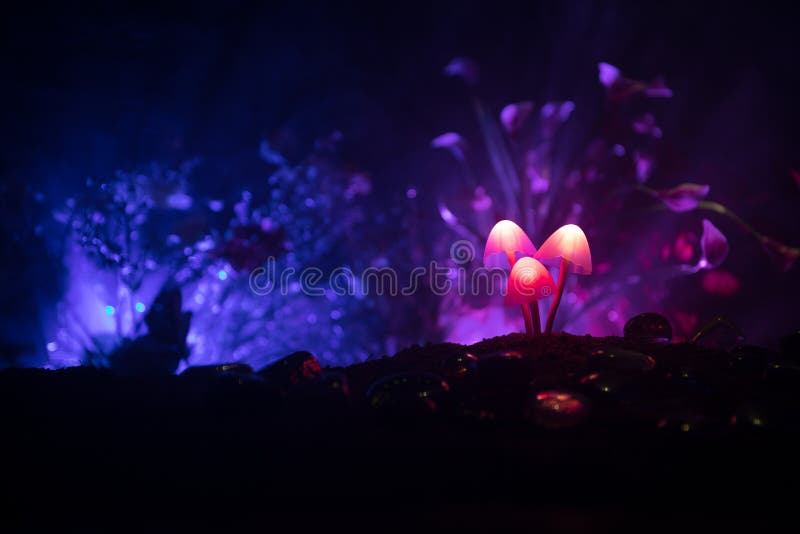 Drie fantasie gloeiende paddestoelen in geheimzinnigheid donker bosclose-up Mooi macroschot van magische paddestoel of drie die z stock foto Drie fantasie gloeiende paddestoelen in geheimzinnigheid donker bosclose-up Mooi macroschot van magische paddestoel of drie die z stock foto