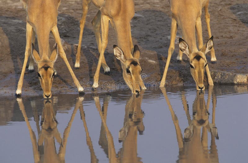 Photo of Three Gazelle drinking at waterhole. Photo of Three Gazelle drinking at waterhole