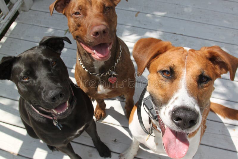 Drie blije honden royalty-vrije stock foto