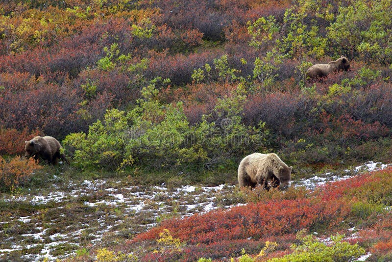 Three brown bears (grizzly; Ursus arctos) in Denali National Park eating berries in colourful tundra in fall. Three brown bears (grizzly; Ursus arctos) in Denali National Park eating berries in colourful tundra in fall.