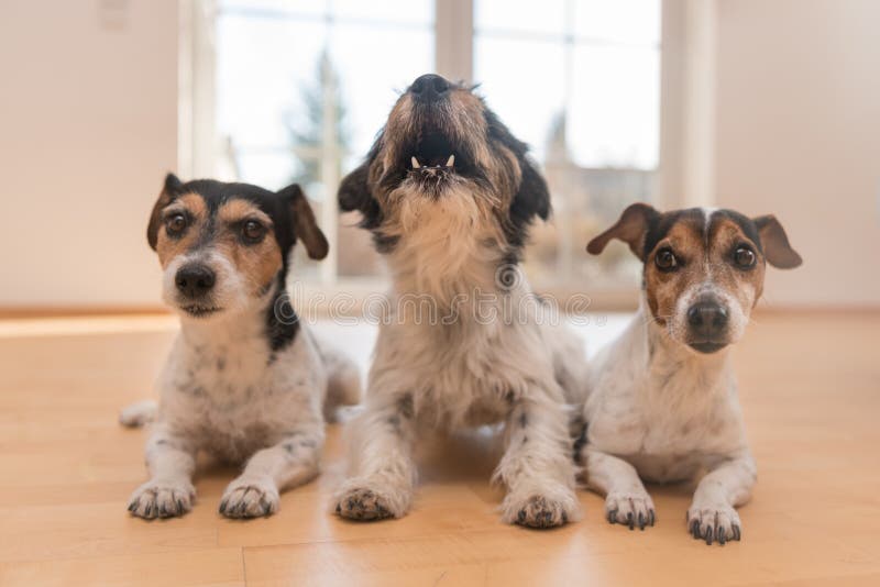 Drie hefboom Russell ligt op de vloer in de flat Één van hen gehuil en gejank stock fotografie Drie hefboom Russell ligt op de vloer in de flat Één van hen gehuil en gejank stock fotografie