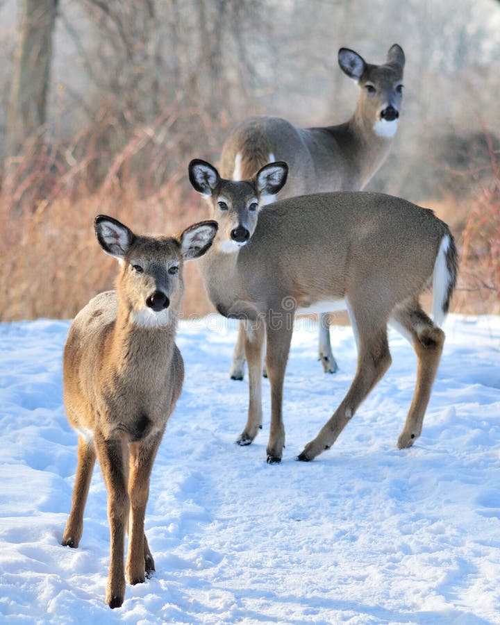 Drie Herten Whitetail stock foto Drie Herten Whitetail stock foto