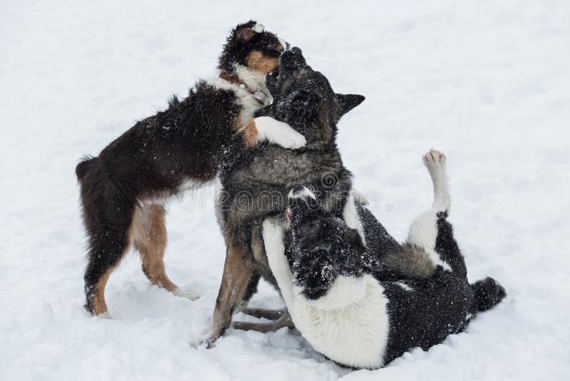 Drie honden het spelen stock foto Drie honden het spelen stock foto