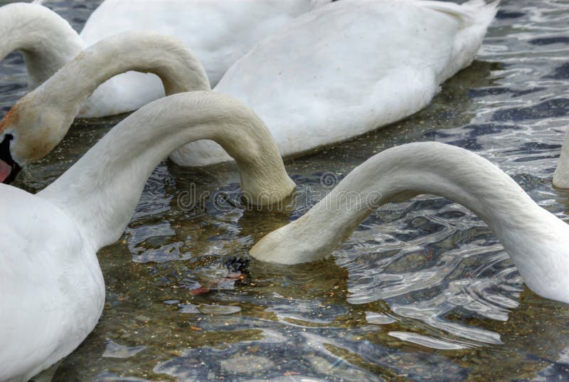 Three hungry swans in the lake. Three hungry swans in the lake