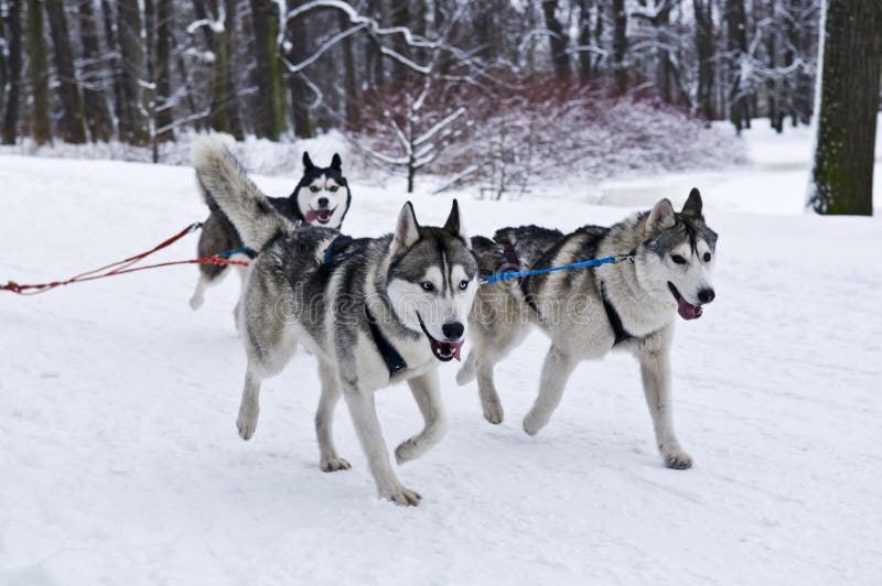 Drie Husky Dogs Pulling Sled Stock Foto Afbeelding bestaande uit