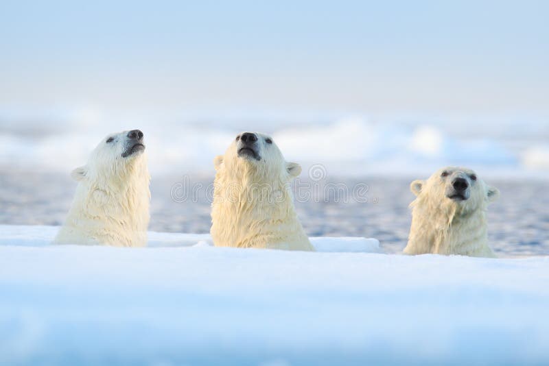 Drie ijsberen op afwijkingsijs, Svalbard, Noorwegen Zeldzame het wildscène van aard, de koude winter met sneeuw in het Noordpoolg stock afbeelding Drie ijsberen op afwijkingsijs, Svalbard, Noorwegen Zeldzame het wildscène van aard, de koude winter met sneeuw in het Noordpoolg stock afbeelding