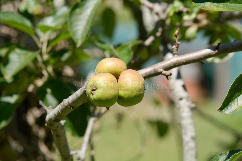 Drie kleine appelen die op boom groeien stock foto Drie kleine appelen die op boom groeien stock foto