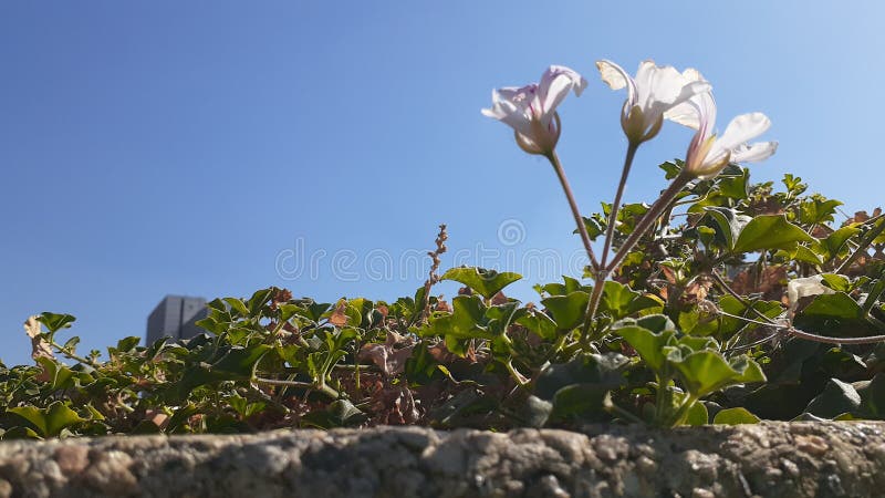 Drie Kleine Glanzende Bloemen royalty-vrije stock afbeeldingen Drie Kleine Glanzende Bloemen royalty-vrije stock afbeeldingen