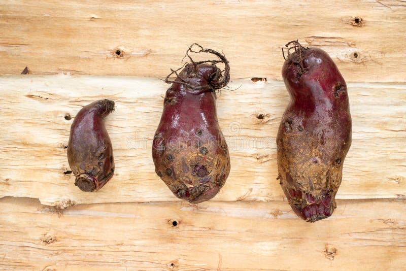 Drie lelijke bieten die op achtergrond van omgekeerde boomschors liggen stock afbeelding Drie lelijke bieten die op achtergrond van omgekeerde boomschors liggen stock afbeelding
