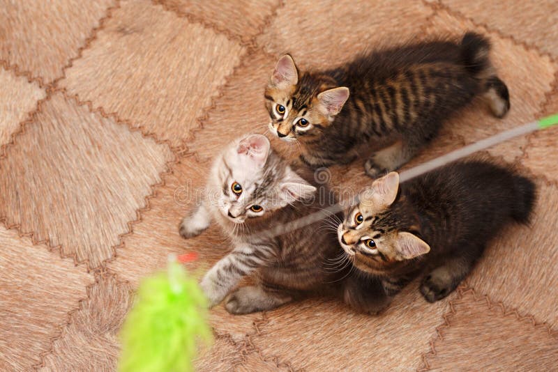 Drie leuk klein bobtailkatje stock afbeelding Drie leuk klein bobtailkatje stock afbeelding