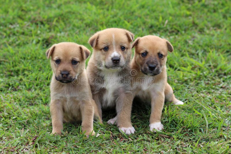 Drie leuke bruine puppy die samen zitten stock afbeeldingen Drie leuke bruine puppy die samen zitten stock afbeeldingen