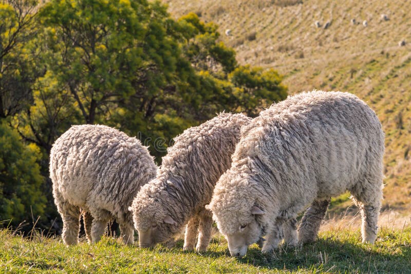 Drie merinosschapen die op weide met vage achtergrond weiden stock foto Drie merinosschapen die op weide met vage achtergrond weiden stock foto