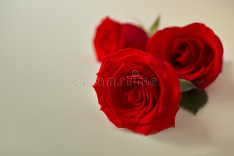 Drie mooie die rood nam bloemen met kleurenfilters worden gemaakt voor bedelaars toe stock afbeeldingen Drie mooie die rood nam bloemen met kleurenfilters worden gemaakt voor bedelaars toe stock afbeeldingen